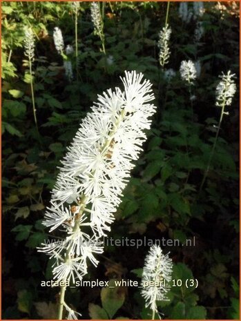 Actaea simplex 'White Pearl' | Zilverkaars, Christoffelkruid