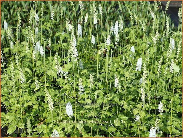 Actaea simplex 'White Pearl' | Zilverkaars, Christoffelkruid