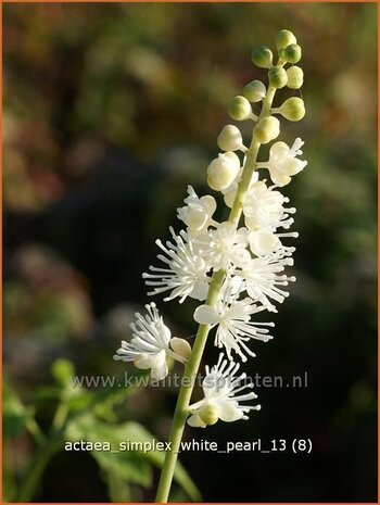 Actaea simplex 'White Pearl' | Zilverkaars, Christoffelkruid