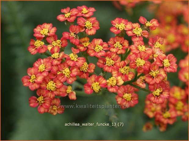 Achillea 'Walter Funcke' | Duizendblad