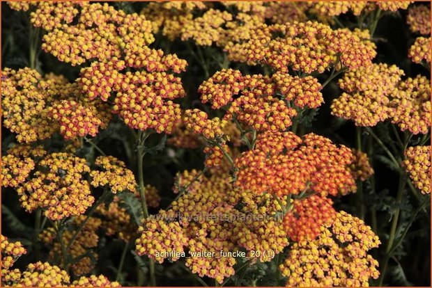 Achillea 'Walter Funcke' | Duizendblad