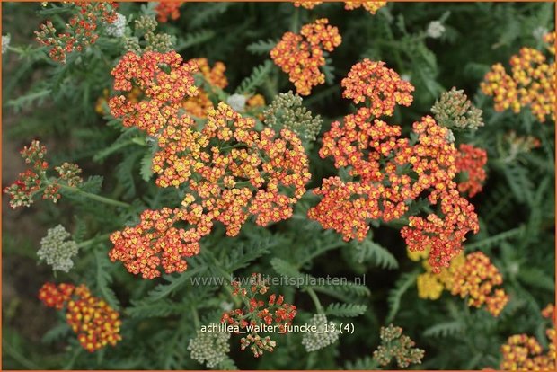 Achillea 'Walter Funcke' | Duizendblad