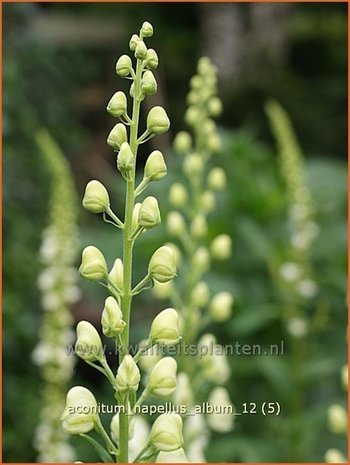 Aconitum napellus 'Album' | Monnikskap | Gewöhnlicher Eisenhut