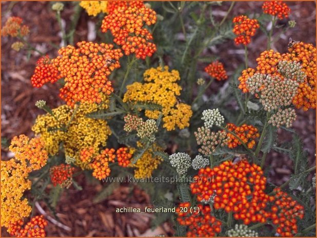 Achillea 'Feuerland' | Duizendblad