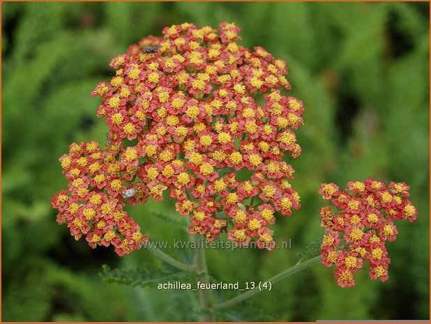 Achillea 'Feuerland' | Duizendblad