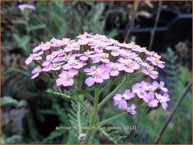 Achillea millefolium 'Lilac Beauty' | Duizendblad | Gewöhnliche Schafgarbe