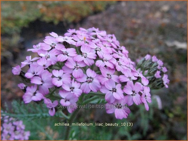 Achillea millefolium 'Lilac Beauty' | Duizendblad | Gewöhnliche Schafgarbe