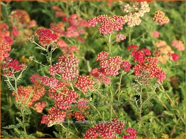 Achillea millefolium 'Paprika' | Duizendblad