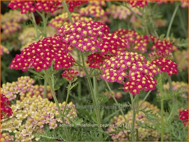 Achillea millefolium 'Paprika' | Duizendblad