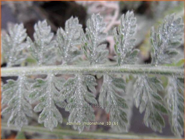 Achillea 'Moonshine' | Duizendblad