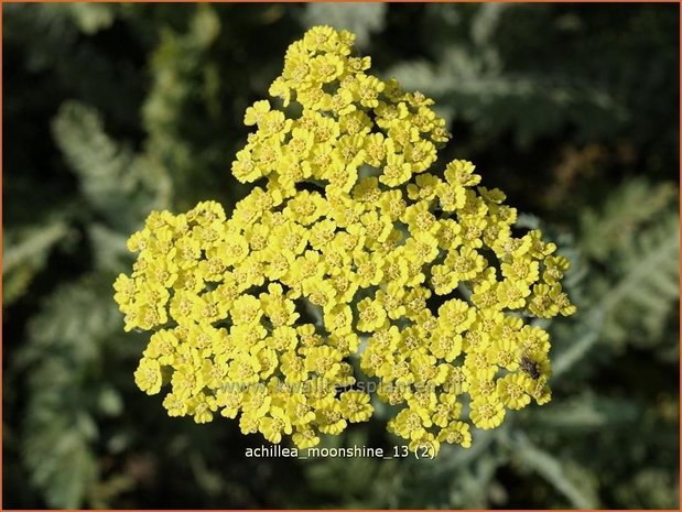 Achillea 'Moonshiane' | Duizendblad