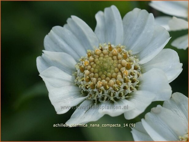 Achillea ptarmica 'Nana Compacta' | Duizendblad