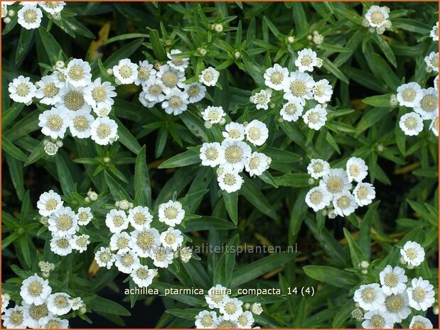 Achillea ptarmica 'Nana Compacta' | Duizendblad