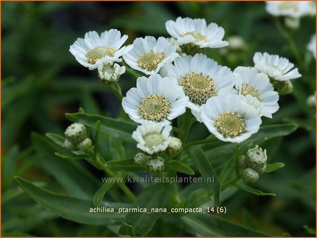 Achillea ptarmica 'Nana Compacta' | Duizendblad