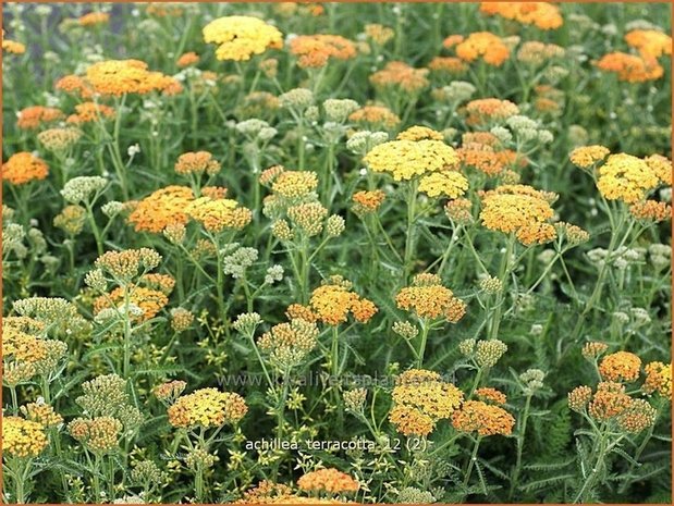 Achillea 'Terracotta' | Duizendblad | Garbe