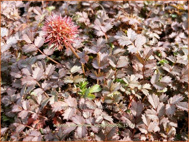 Acaena microphylla 'Kupferteppich' | Stekelnootje