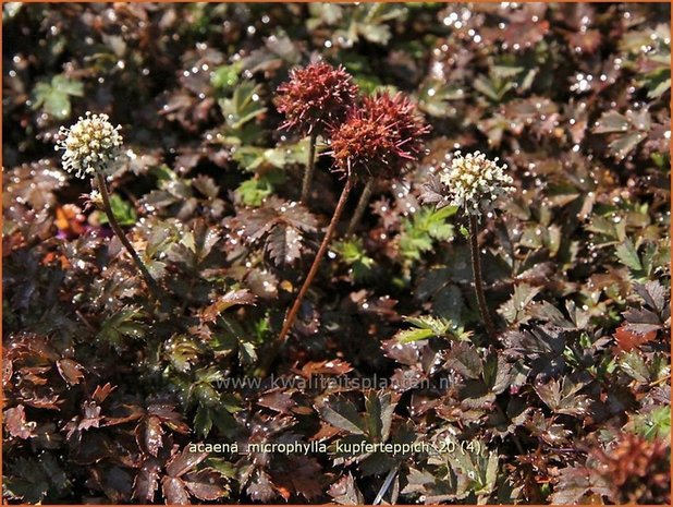 Acaena microphylla 'Kupferteppich' | Stekelnootje