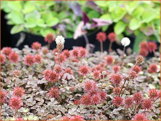 Acaena microphylla 'Kupferteppich' | Stekelnootje