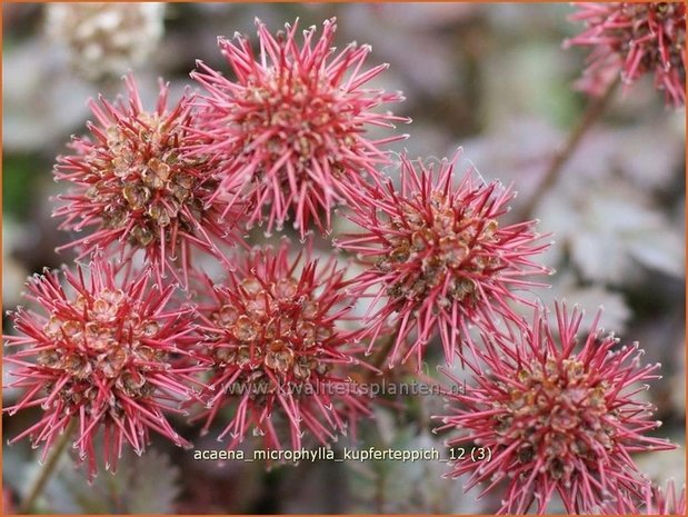 Acaena microphylla 'Kupferteppich' | Stekelnootje