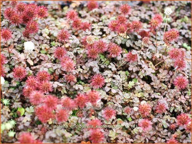 Acaena microphylla 'Kupferteppich' | Stekelnootje