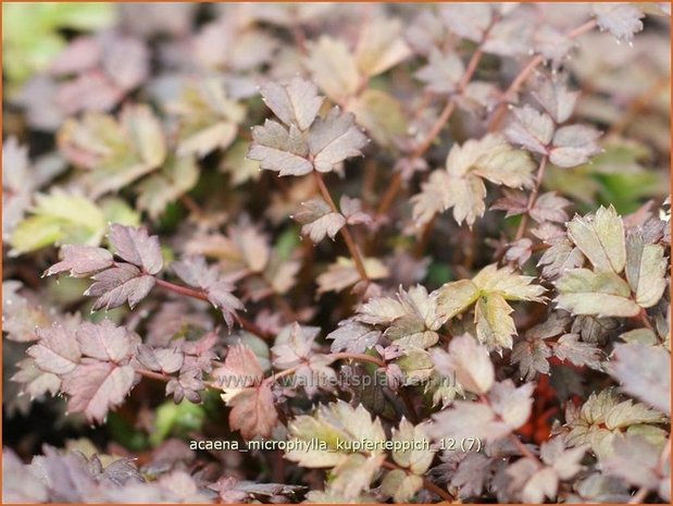 Acaena microphylla 'Kupferteppich' | Stekelnootje