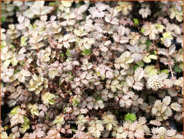 Acaena microphylla 'Kupferteppich' | Stekelnootje