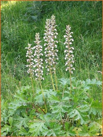 Acanthus mollis | Stekelige berenklauw