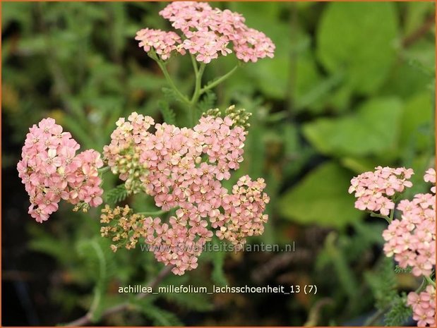 Achillea millefolium 'Lachsschoenheit' | Duizendblad