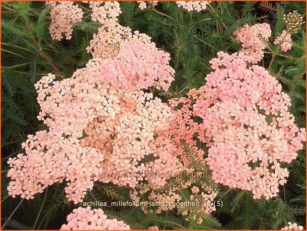 Achillea millefolium 'Lachsschoenheit' | Duizendblad
