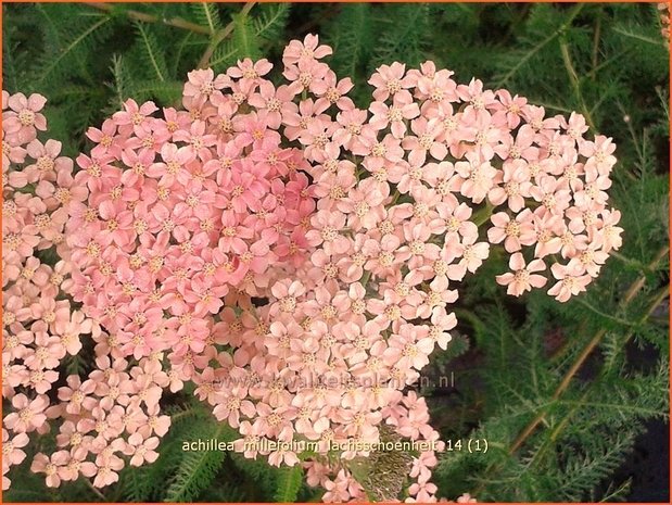Achillea millefolium 'Lachsschoenheit' | Duizendblad