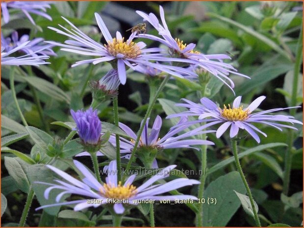 Aster frikartii 'Wunder von St&auml;fa' | Aster | Frikarts Aster