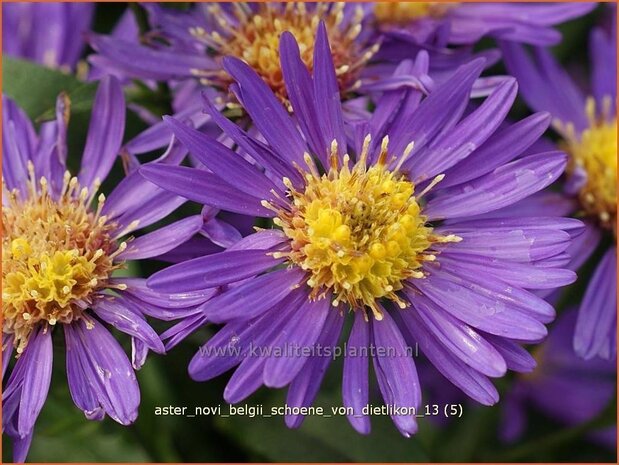 Aster novi-belgii 'Schoene von Dietlikon' | Aster