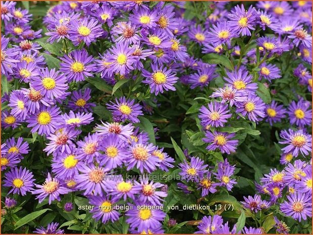 Aster novi-belgii 'Schoene von Dietlikon' | Aster