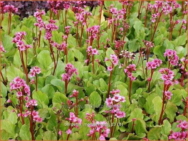 Bergenia 'Morgenroete' | Schoenlappersplant, Olifantsoren