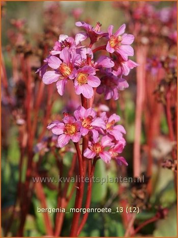 Bergenia 'Morgenroete' | Schoenlappersplant, Olifantsoren