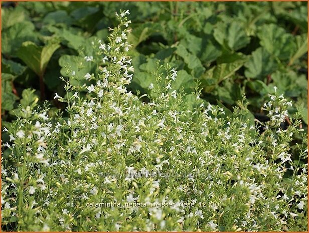 Calamintha nepeta 'Weisser Riese' | Bergsteentijm