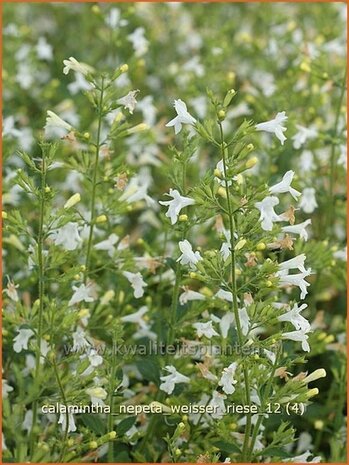 Calamintha nepeta 'Weisser Riese' | Bergsteentijm