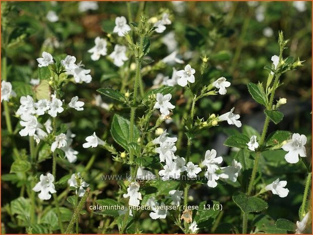 Calamintha nepeta 'Weisser Riese' | Bergsteentijm