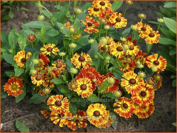 Helenium 'Koenigstiger' | Zonnekruid