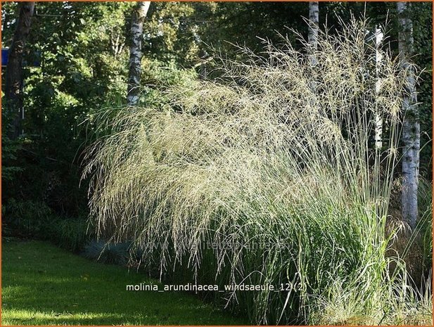 Molinia arundinacea 'Windsauele' | Pijpestrootje, Pijpenstrootje