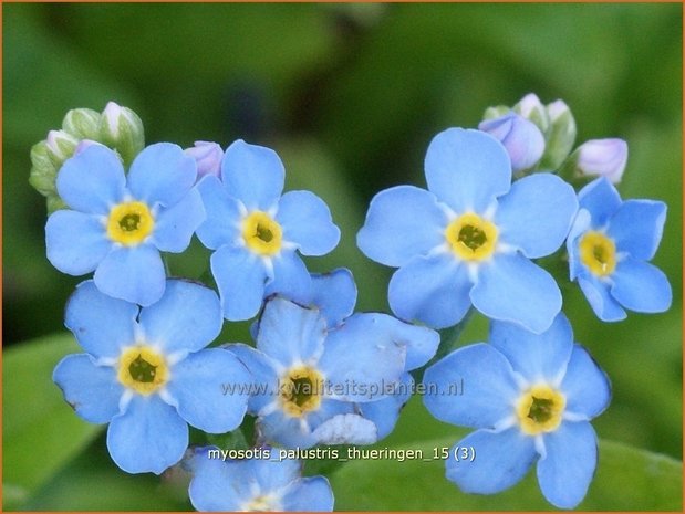 Myosotis palustris 'Thueringen' | Moerasvergeet-mij-nietje