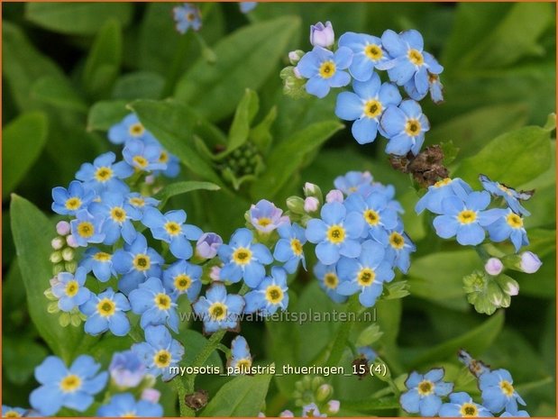 Myosotis palustris 'Thueringen' | Moerasvergeet-mij-nietje