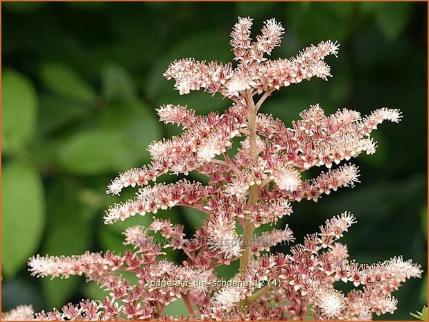 Rodgersia 'Die Sch&ouml;ne' | Schout-bij-nacht, Kijkblad | Schaublatt | Rodger's Flower