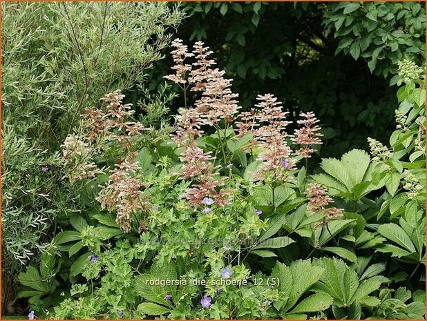 Rodgersia 'Die Sch&ouml;ne' | Schout-bij-nacht, Kijkblad | Schaublatt | Rodger's Flower
