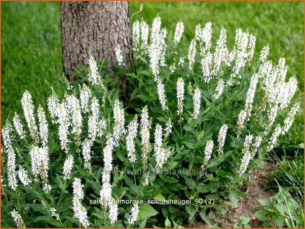 Salvia nemorosa 'Schneehügel' | Bossalie, Salie, Salvia | Steppensalbei