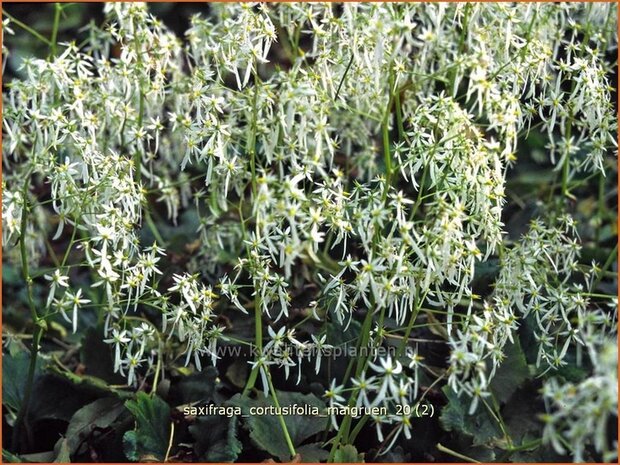 Saxifraga cortusifolia 'Maigruen' | Steenbreek