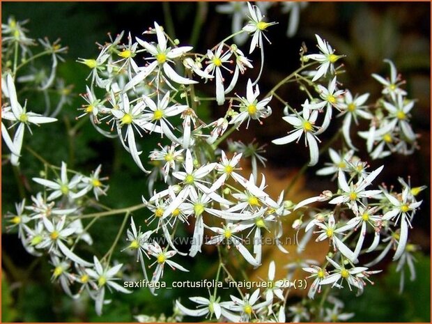 Saxifraga cortusifolia 'Maigruen' | Steenbreek