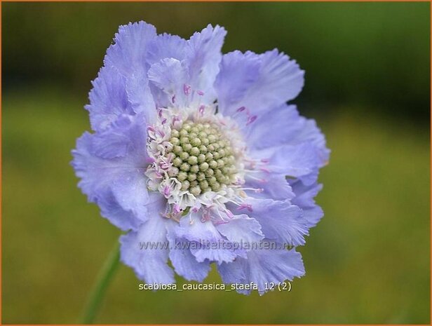 Scabiosa caucasica 'Staefa' | Duifkruid, Schurftkruid, Kaukasisch duifkruid