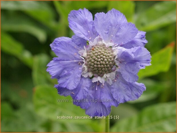 Scabiosa caucasica 'Staefa' | Kaukasisch duifkruid, Duifkruid, Schurftkruid