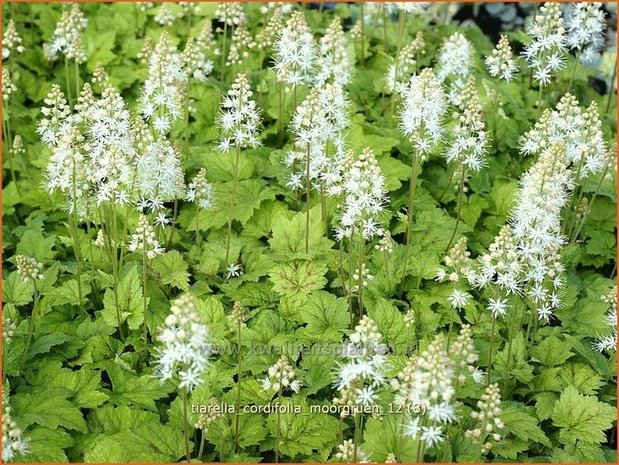 Tiarella cordifolia 'Moorgruen' | Schuimbloem, Perzische muts